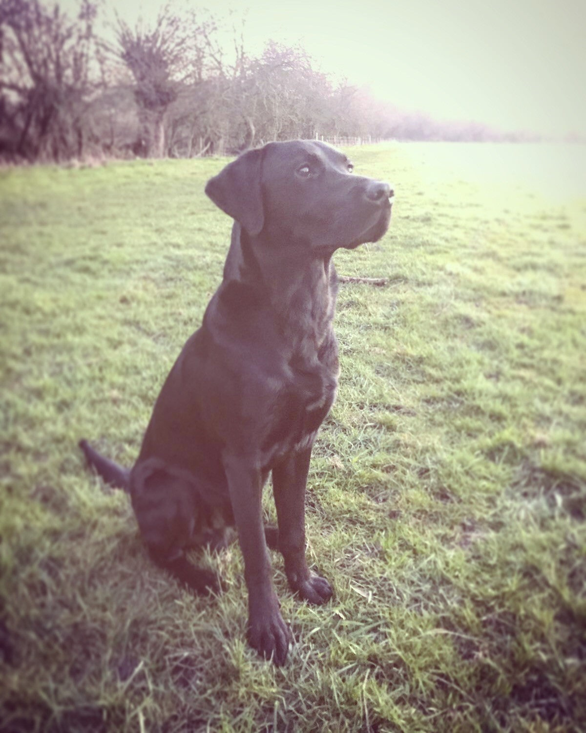 Clive (the real Boss...)